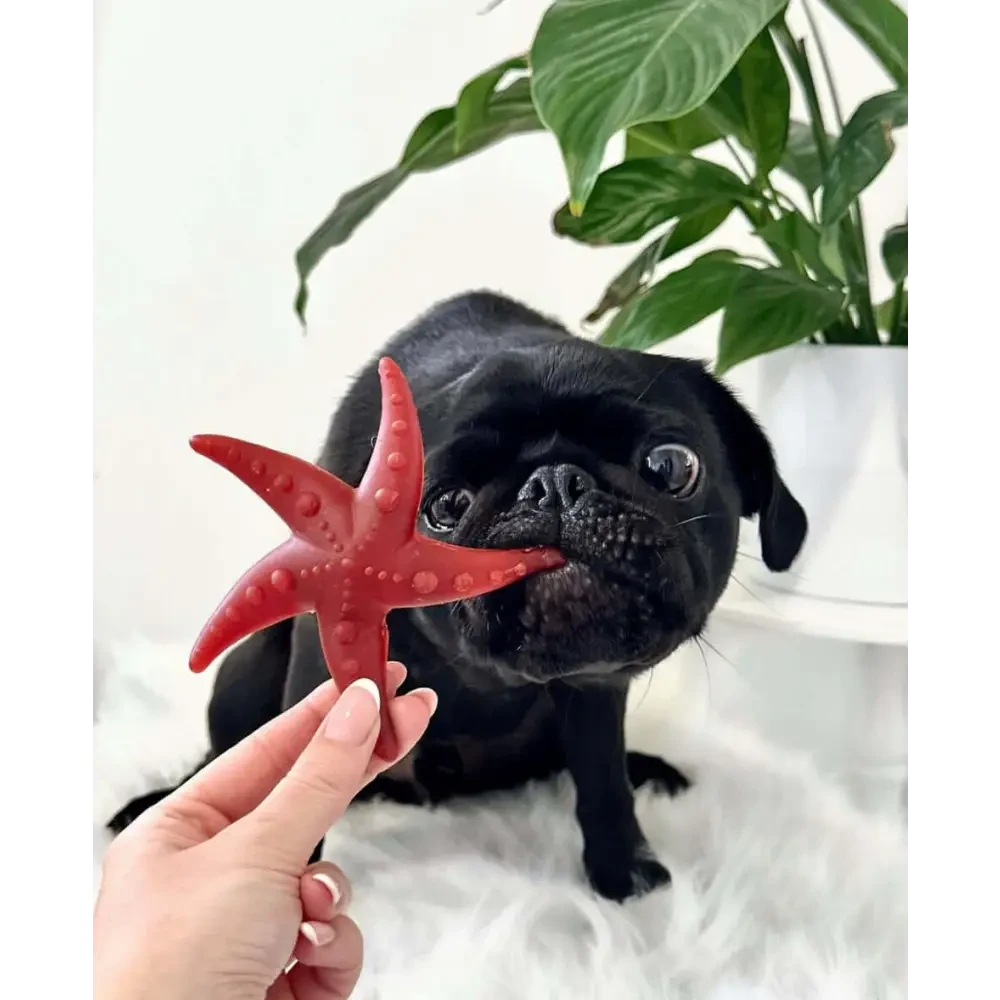 Vegetable Starfish Dog Chews Grain Free Natural | The Pets Larder by The Pets Larder (apple-mint-starfish)