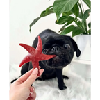 Vegetable Starfish Dog Chews Grain Free Natural | The Pets Larder by The Pets Larder (apple-mint-starfish)