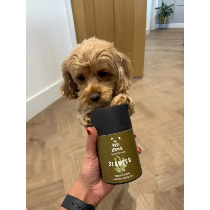 Dog Dental Seaweed – Natural Plaque Removal from Cornwall by The Pets Larder (dental-seaweed-for-dogs-plaque-removal)