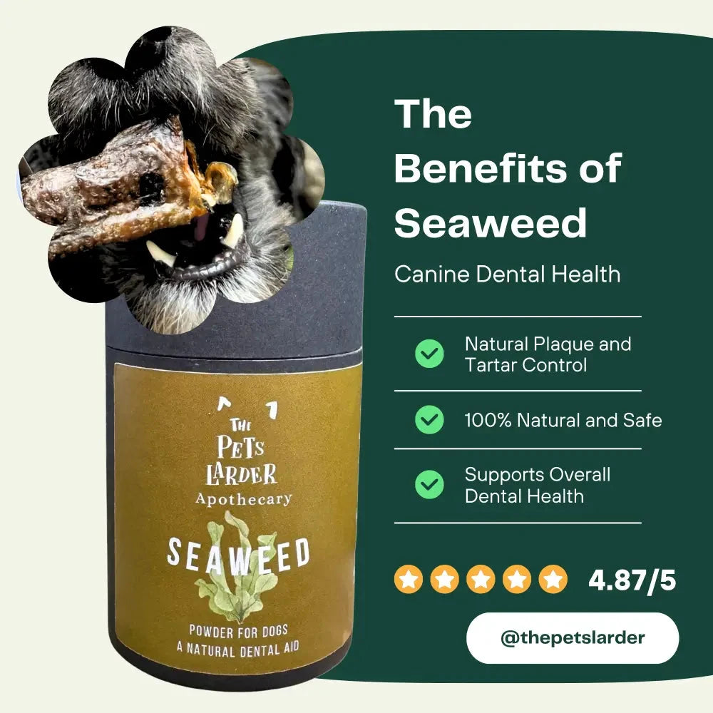Dog Dental Seaweed – Natural Plaque Removal from Cornwall by The Pets Larder (dental-seaweed-for-dogs-plaque-removal)