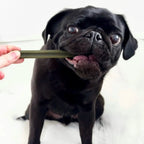 Spinach and Cranberry Chew Stick Grain Free for Dogs | The Pets Larder by The Pets Larder (spinach-cranberry-chew-stick-vegetable-chew-for-dogs)